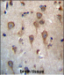 GPHB5 Antibody (C-term)